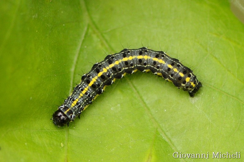 Bruco da ID - Orthosia (Monima) miniosa, Noctuidae